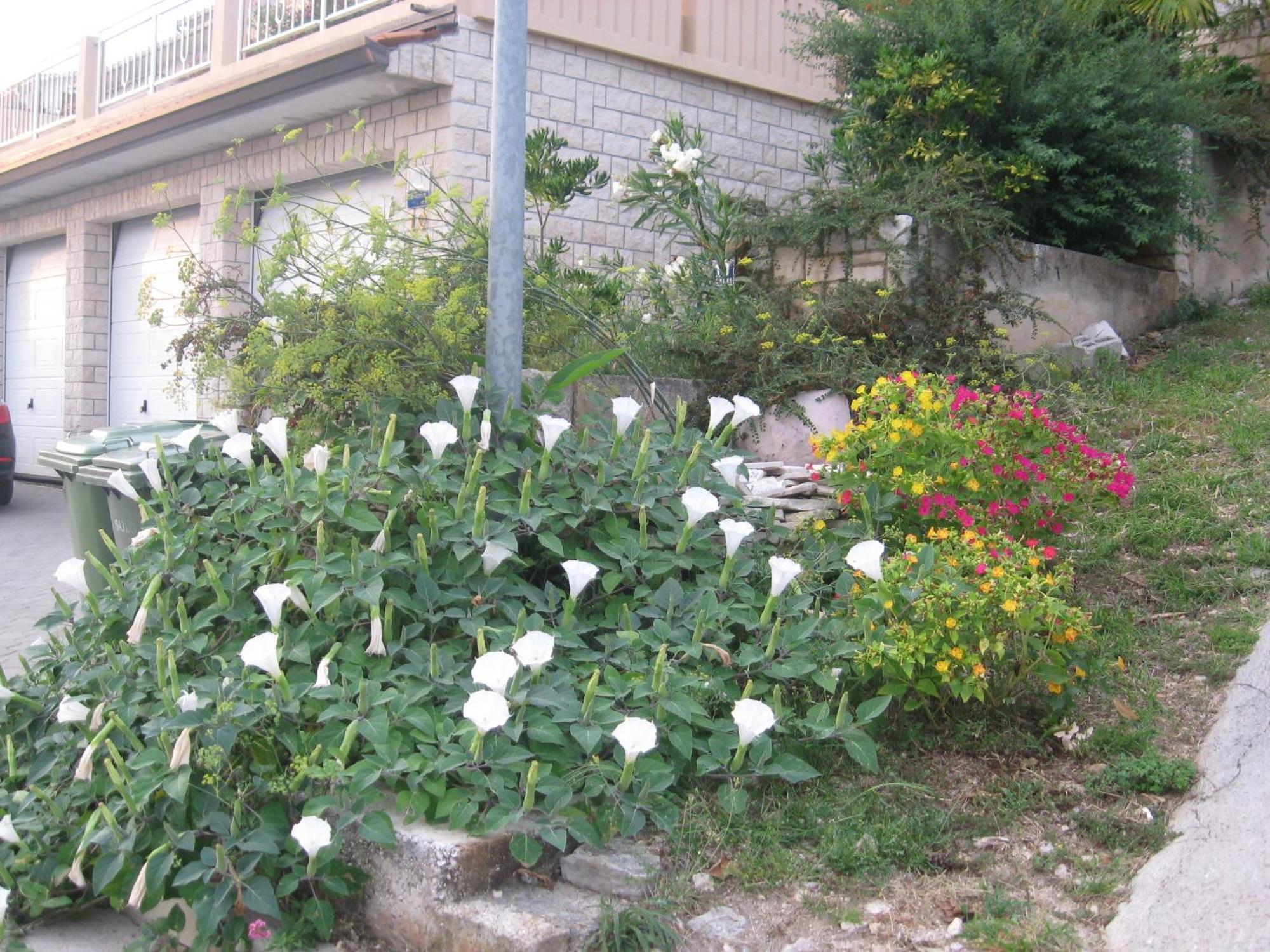 Apartment Silmare Rabac